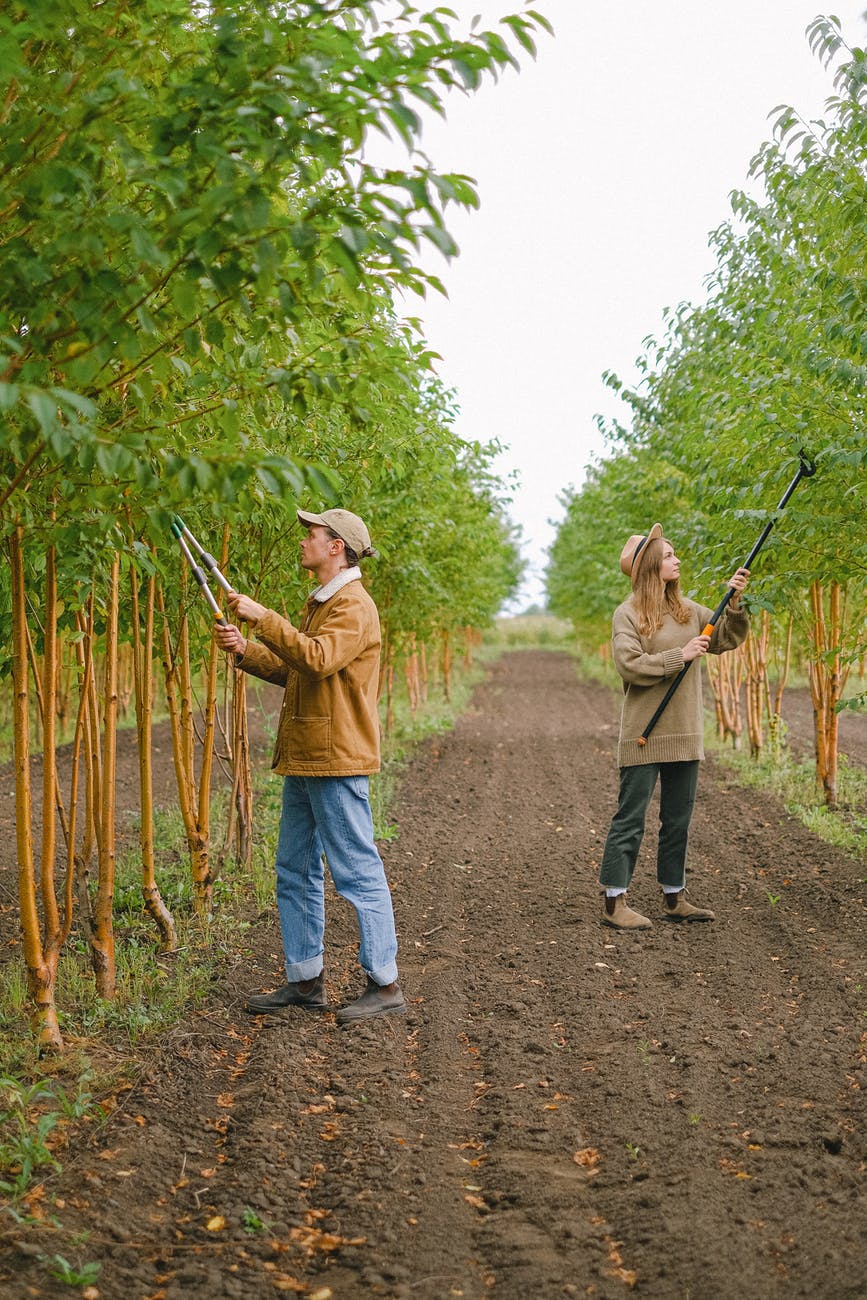 gardeners with secateurs and pole pruner making tree crowns
