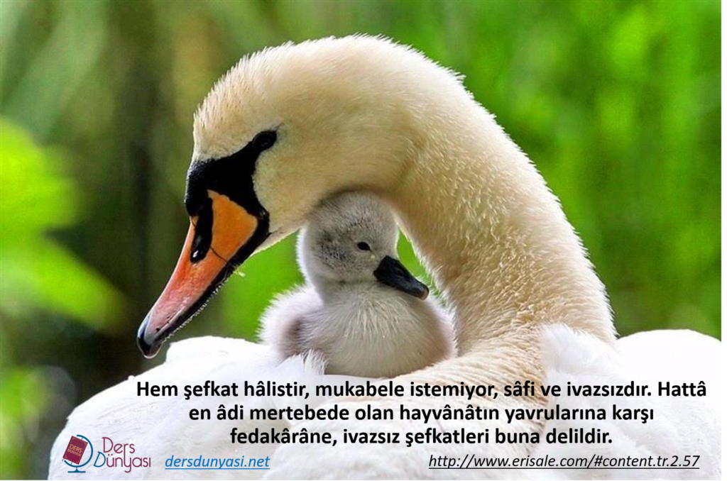 Hem şefkat hâlistir, mukabele istemiyor, sâfi ve ivazsızdır. Hattâ en âdi mertebede olan hayvânâtın yavrularına karşı fedakârâne, ivazsız şefkatleri buna delildir.