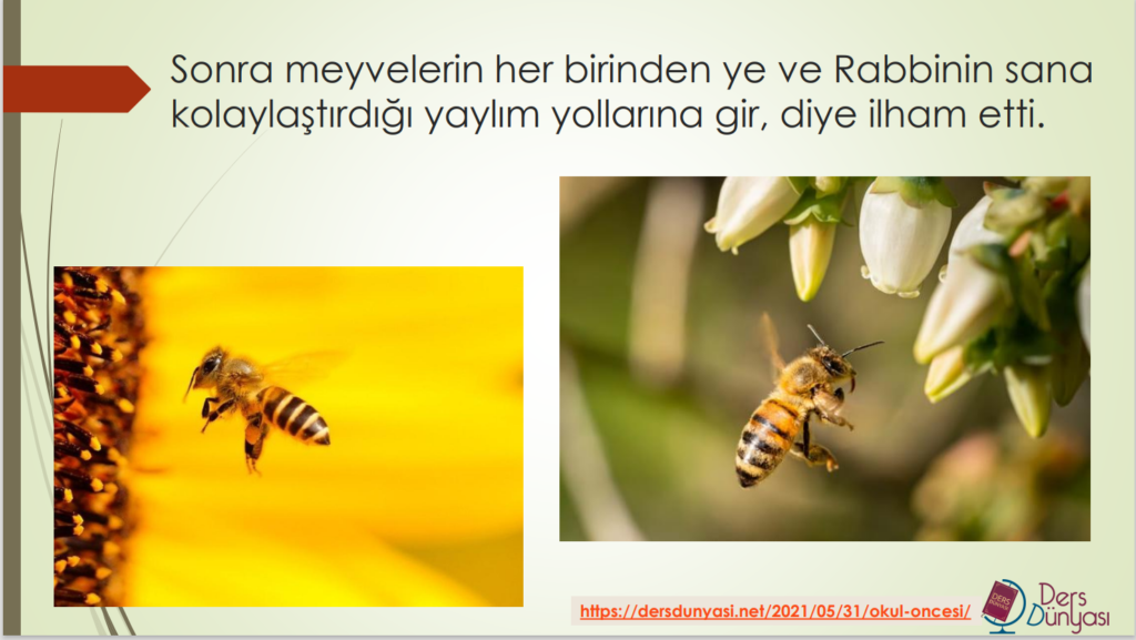 Sonra meyvelerin her birinden ye ve Rabbinin sana kolaylaştırdığı yaylım yollarına gir, diye ilham etti.