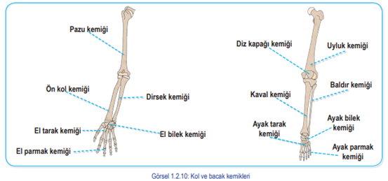 Üyeler iskeletinde ise;

a. Kol kemikleri,

b. Bacak kemikleri,

c. Üye kemerleri, 

yer alır.