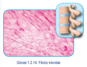 Fibröz kıkırdak