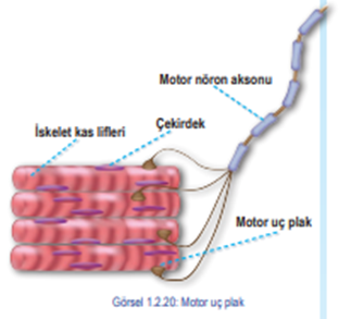 Motor uç plak