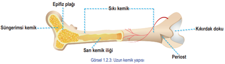 Uzun kemikler