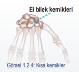 Kısa kemikler