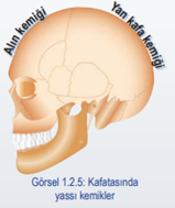 Yassı kemikler