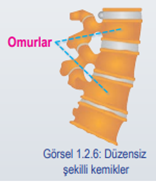 Düzensiz şekilli kemikler