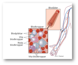Blod har designats med plasma som vattenlösning, olika röda blodkroppar, vita blodkroppar och blodplättar.