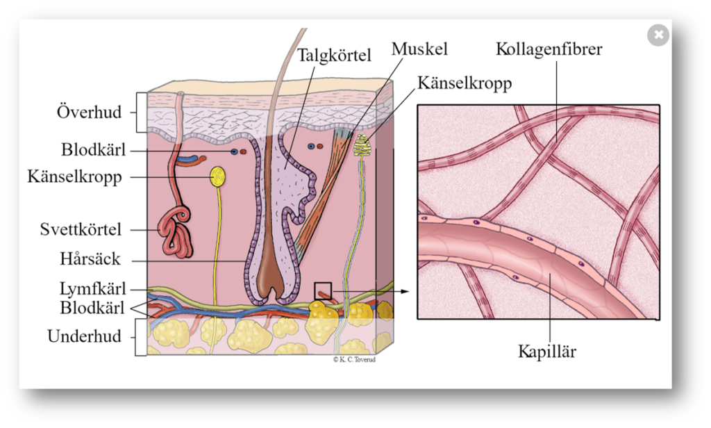 Jag som är dermis (läderhuden) har designats med bindvävnad som innehåller mycket av de elastiska fibrerna, kollagen och elastin.