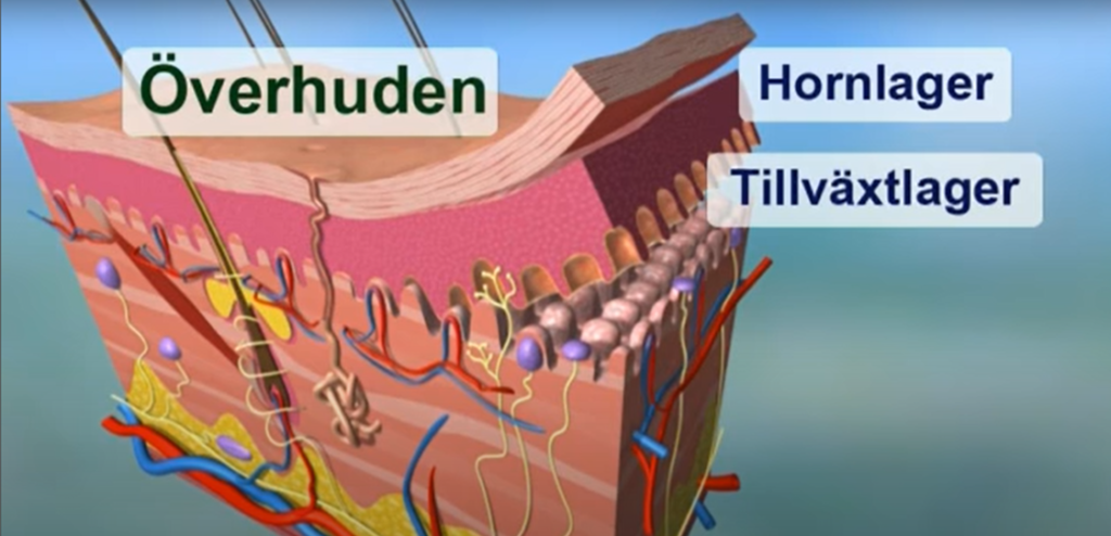 Epidermis - Överhuden har designats med hornlager och tillväxtlager