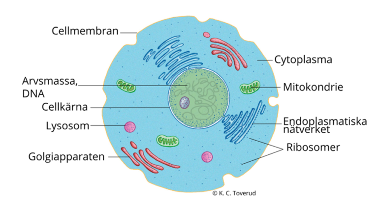Jag är en cell och vi är celler.
