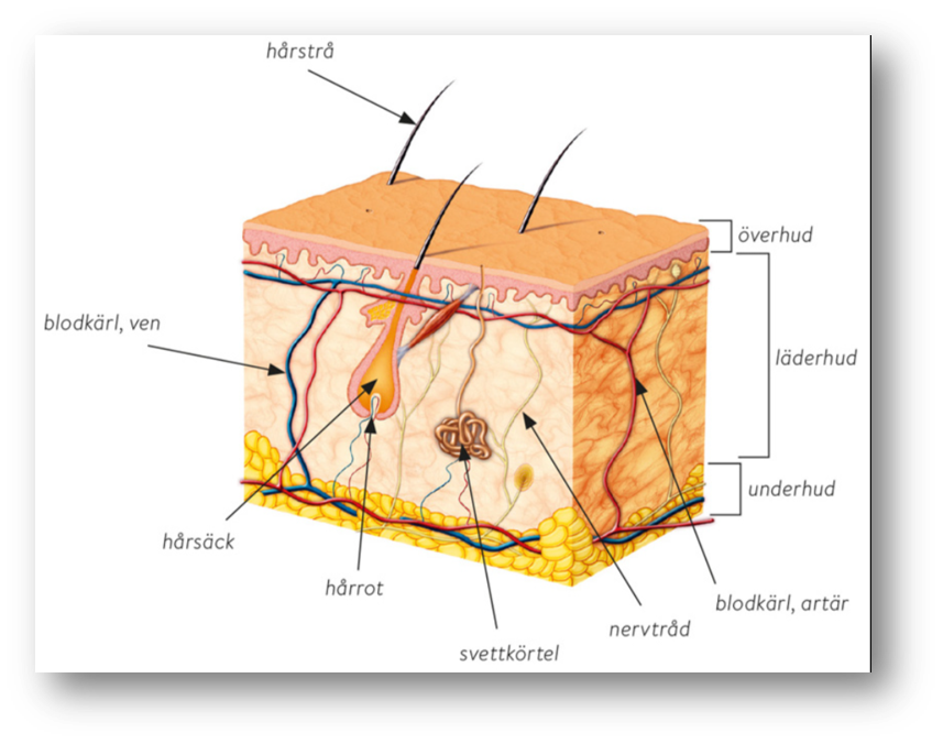 Epidermis - överhuden Dermis - läderhuden Subcutis - underhuden