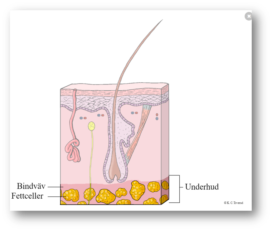 Subcutis - Underhuden har designats som energireserv. Jag har byggts under dermis - läderhuden, djupare ner i huden.