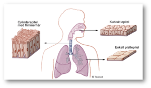 Vi som epitelvävnad finns i hud och slemhinnor.