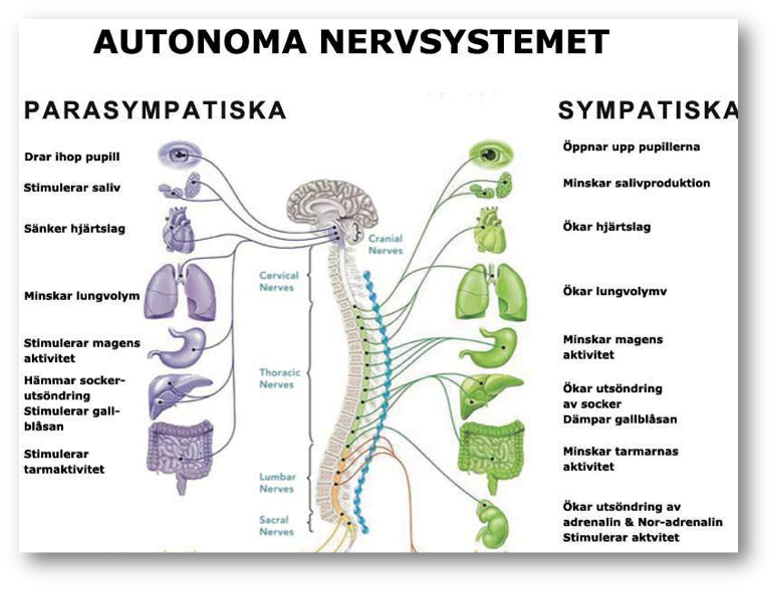 Autonoma nervsystemet har byggts utan viljan att kontroll och styr.