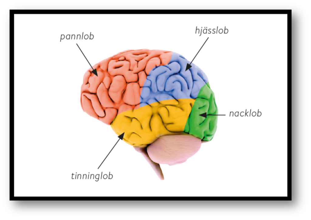 Den stora hjärnan (cerebrum) har designats för att styra hela nervsystemet.