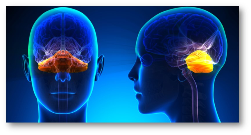 Cerebellum (lillhjärnan) har designats för att reglera balans, muskelspänning och koordination genom att ta emot impulser från bland annat muskler, ledband och leder.