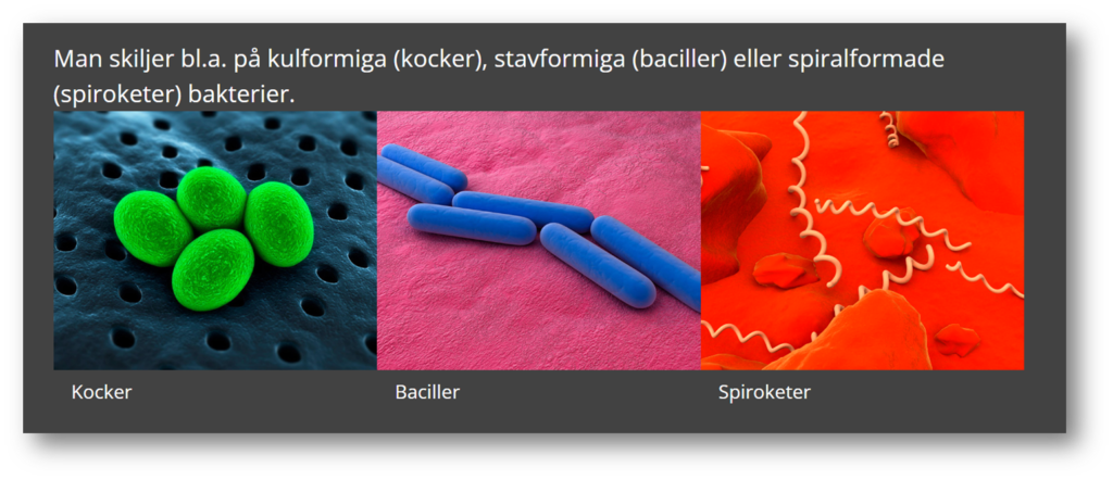 Ni kan se oss ut så: kulformiga (kocker) stavformiga (baciller) spiralformade (spiroketer)