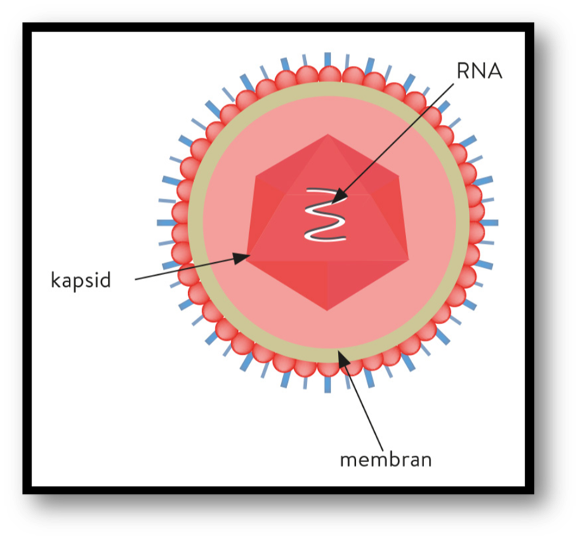 Vi som virus kan infektera människor, djur, växter och bakterier.