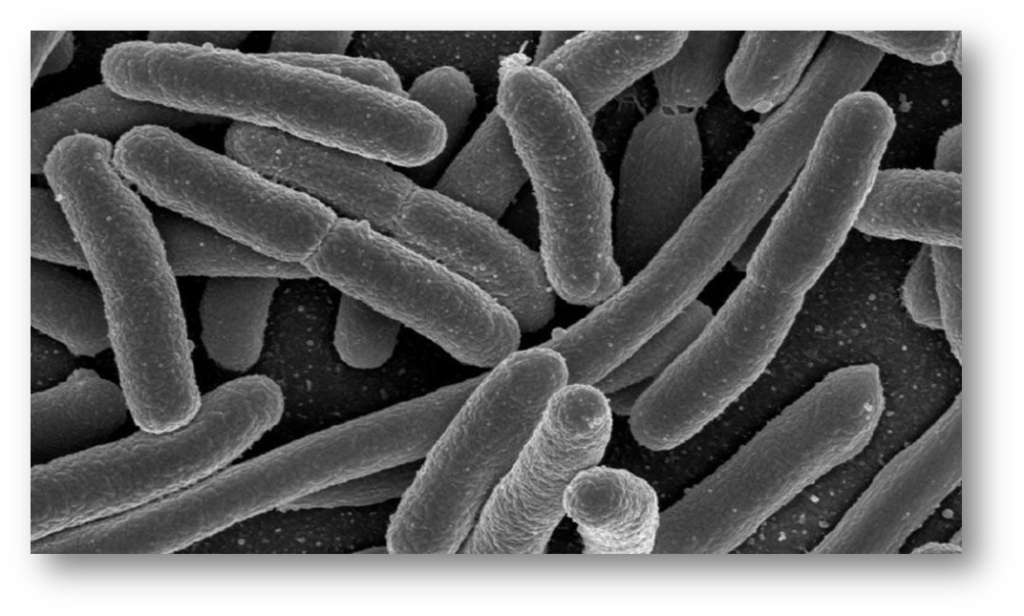 Vi som E-Coli finns i mag-tarmkanalen och ger upphov till salmonella och kolera.