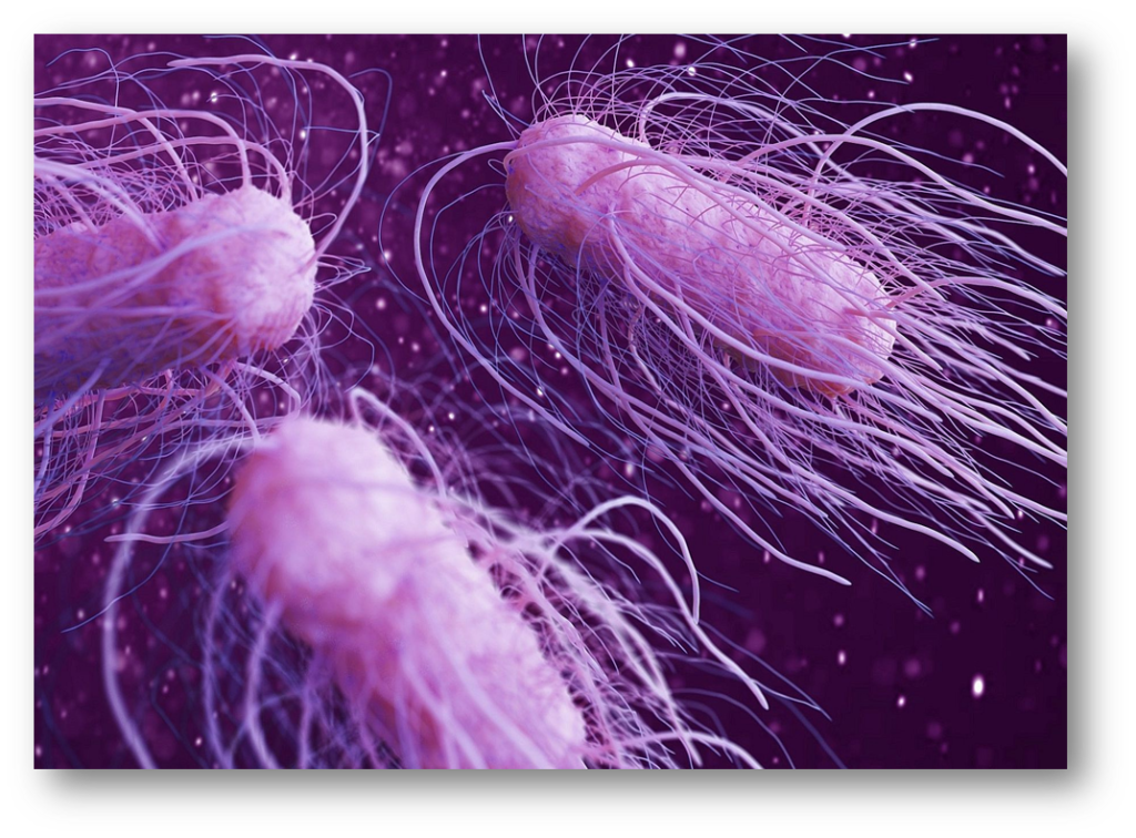 Vi är flera olika arter av Salmonella-bakterier som kan orsaka sjukdom hos människor.