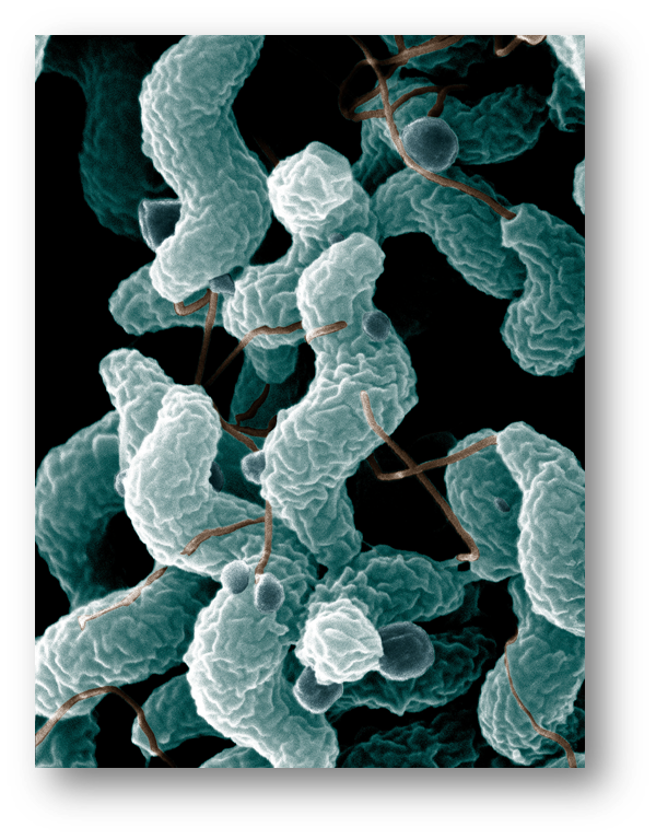 Vi som campylobacter finns vanligtvis i tarmarna hos många fåglar.
