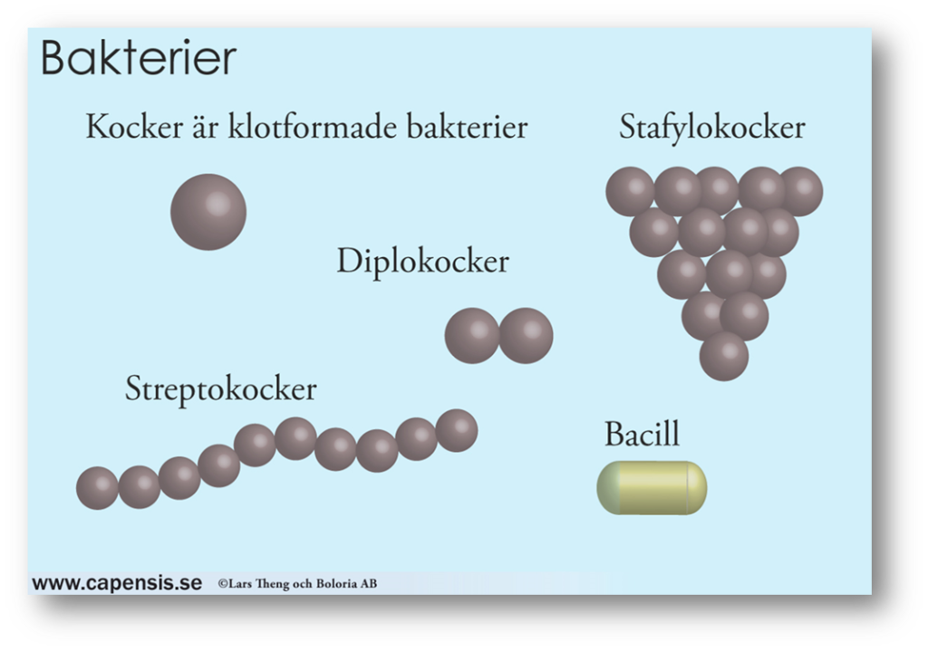 Vi som kulformiga (kocker) bakterier delas också olika typer enligt hur ser ut: Diplokocker = Par Streptokocker = Kedja Stafylokocker= Druvklase