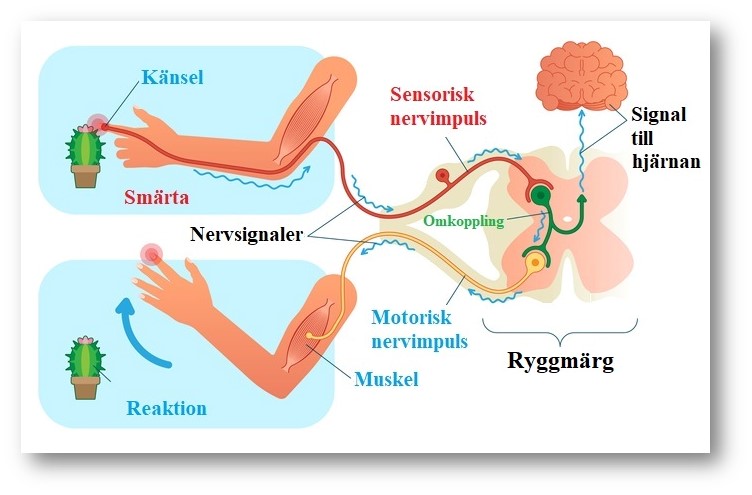 Somatiska nervsystemet har designats att kunna sätts påverkas av viljan.
