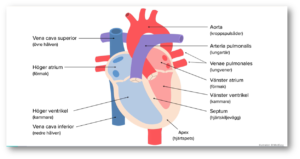 Det har skapats fyra hjärtrum inuti hjärtat